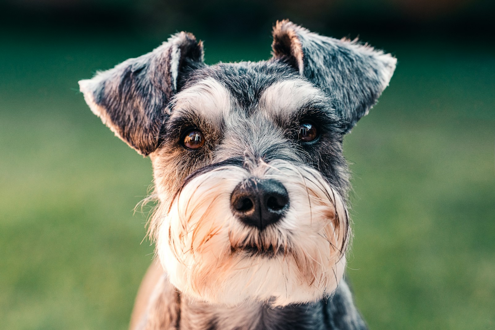 Assurance santé pour chien